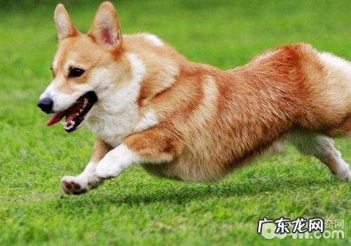 刚接小狗回家了后的一些忌讳