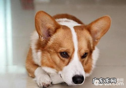 刚接小狗回家了后的一些忌讳