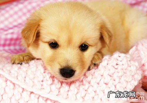 养宠物要留意什么安全隐患