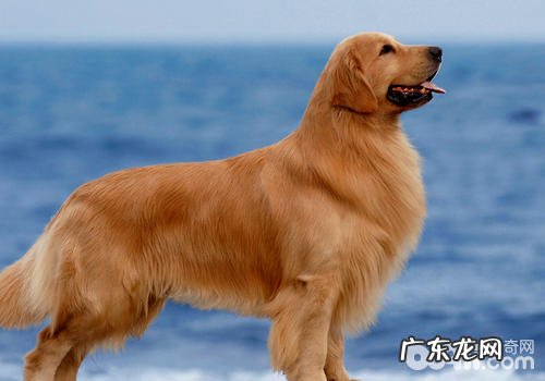 狗贩一般 瞒报的信息内容有什么