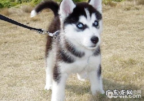 金毛纯不良的一些探讨