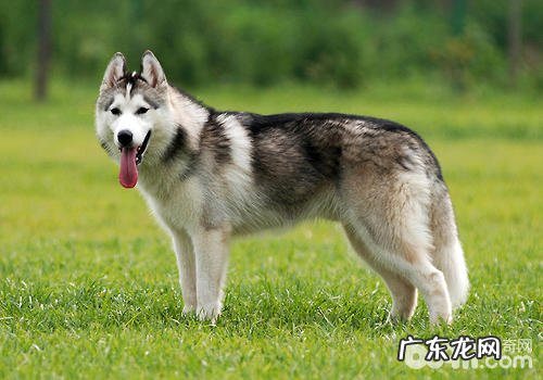 怎样搞好金毛孕期前后左右的管理方面