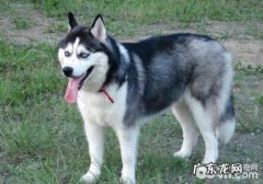 怎样搞好金毛孕期前后左右的管理方面