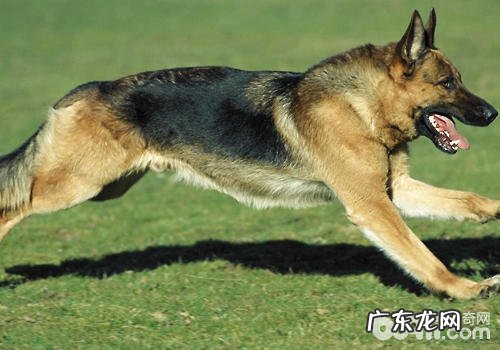 怎样预防德牧肥胖症难题