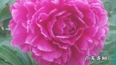 中国的国花是什么花怎么画 中国的国花是什么花