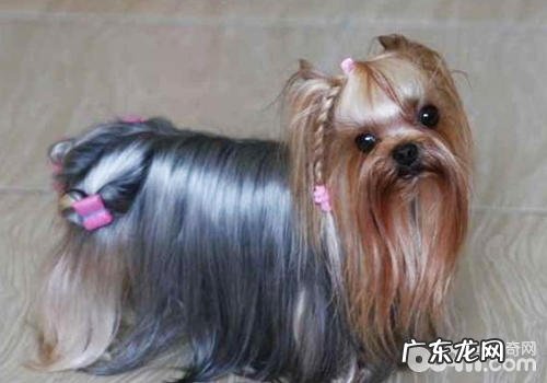 【美容护肤攻略大全】怎样为约克夏包毛