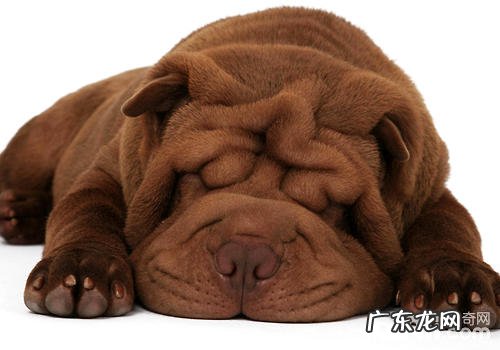 什么事会给小狗产生工作压力