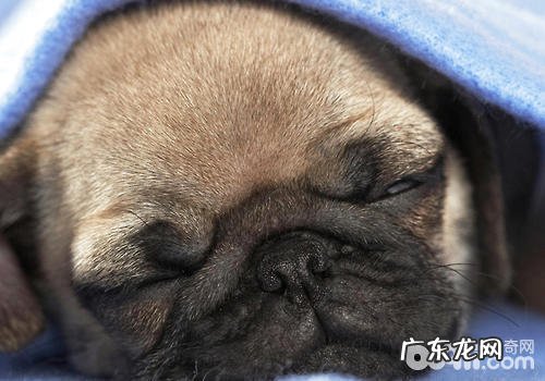 什么事会给小狗产生工作压力