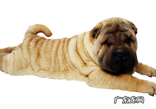 如何处理犬因自豪感而出現的攻击性行为