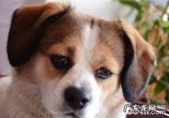 如何处理犬因自豪感而出現的攻击性行为