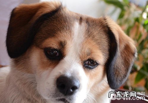 如何处理犬因自豪感而出現的攻击性行为