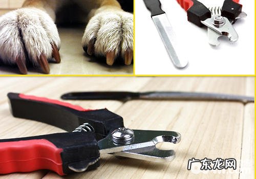 给小狗剪甲的有关常见问题