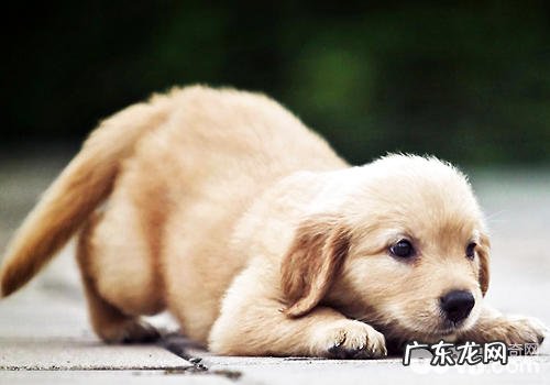 小狗对别的狗狗叫是想打架斗殴吗