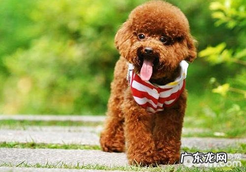 老人养宠物要留意什么难题