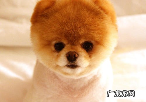 老人养宠物要留意什么难题