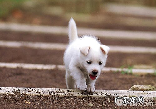 给小狗清除排便的益处