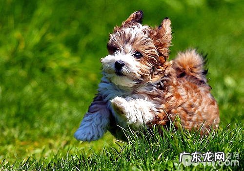 带小狗一起搬新家要注意什么难题