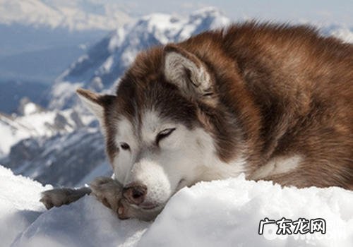 小狗在什么状况下非常容易乱咬