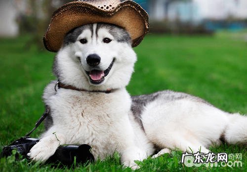 怎么让小狗在公共场合和睦相处