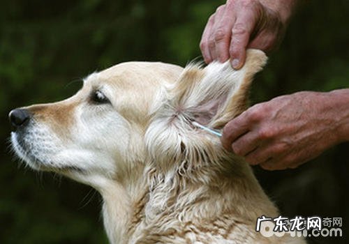 根据耳垢分辨小狗的耳朵里面是不是身心健康