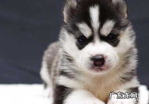 小狗身体强酸强碱化学物质的来源于