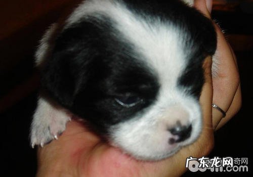 捡到漂泊小奶狗可否喂人用婴儿奶粉