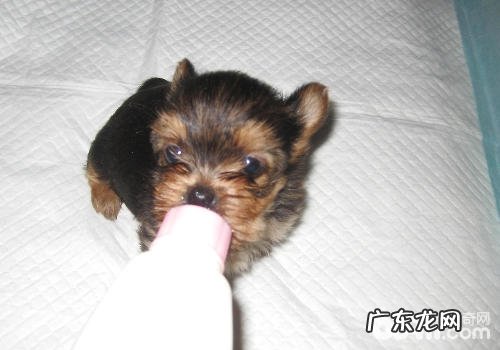 捡到漂泊小奶狗可否喂人用婴儿奶粉