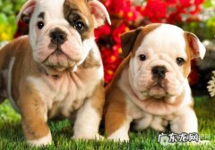 小狗忽然胃口暴增是怎么回事