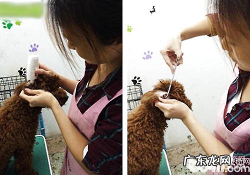 【美容护肤攻略大全】为小狗拔耳毛的方式