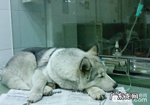 病重小狗到医院要留意什么难题