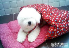 病重小狗到医院要留意什么难题