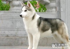 【美容护肤攻略大全】金毛的美容护肤解决