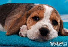 小狗吃猪肉怎么样