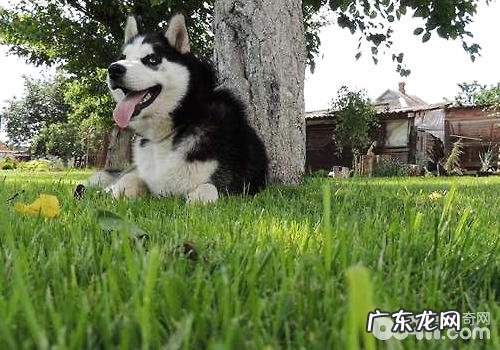 金毛是不是会“狼嚎”