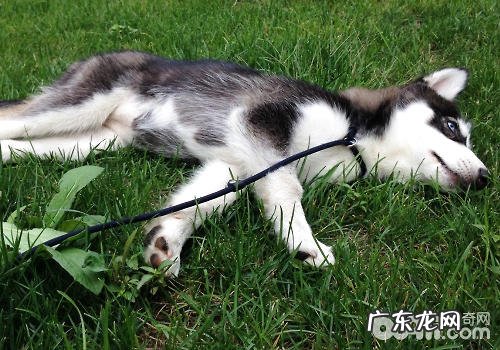 金毛是不是会“狼嚎”