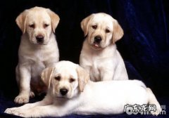 怎样去除小狗的身上的尿味