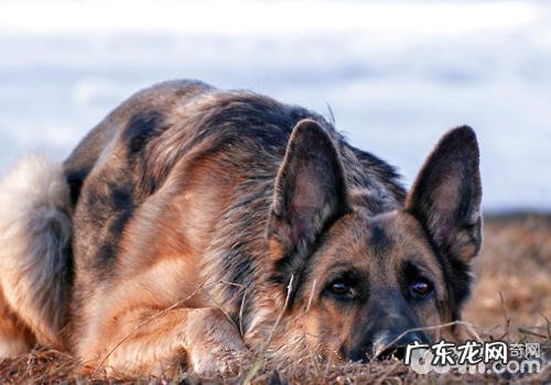 怎样确保小狗出门安全性