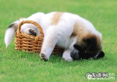 怎样改进小狗的散散步质量