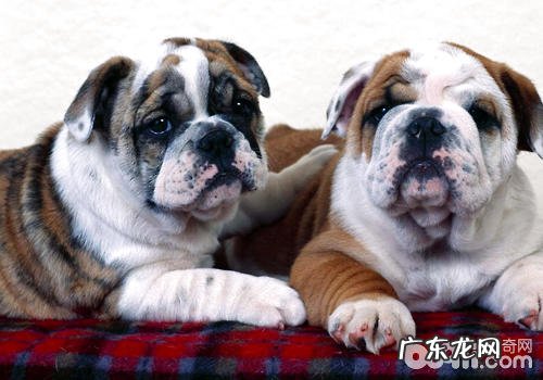 家养犬的圆滑世故工作能力是不是已经减少