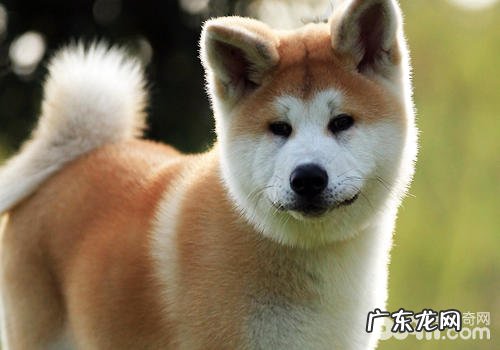 怎样为小狗创建信心