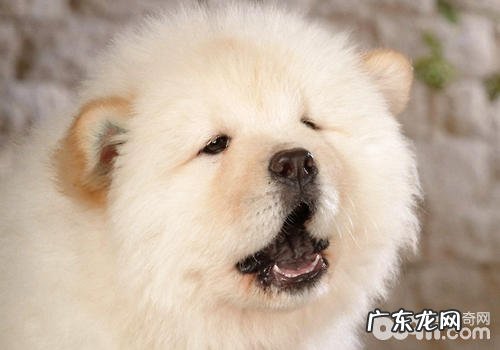 怎样为小狗创建信心