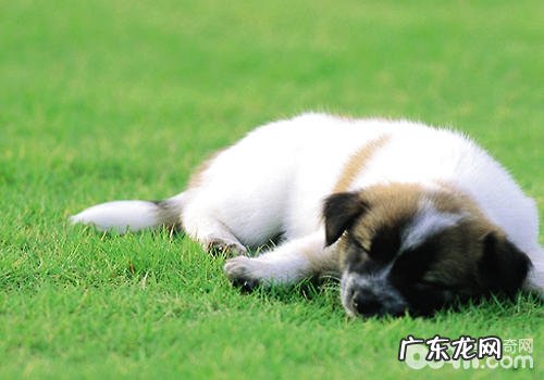 除零食外的奖赏方式 有什么