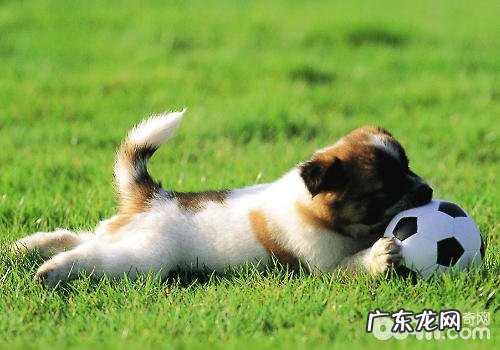 除零食外的奖赏方式 有什么