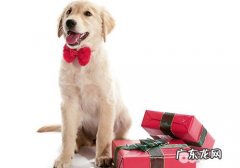 小狗偷食食材被抓不服气不松嘴该怎么办