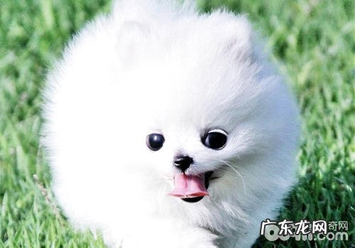 狗狗的品种本性对它有多大的危害