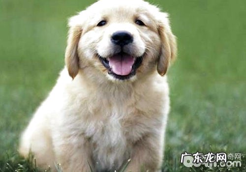 狗狗的品种本性对它有多大的危害