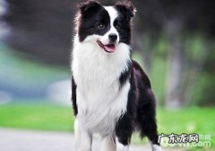 如何预防被狗咬伤