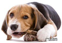 为何没肉的骨骼小狗也喜爱啃