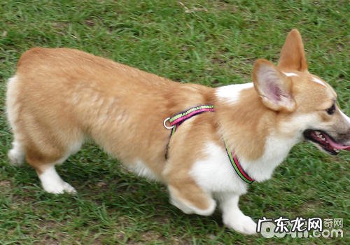 碰到没牵牵引带的小狗该怎么办