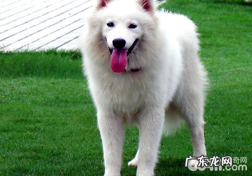 碰到没牵牵引带的小狗该怎么办